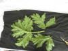 Thumbnail IMG_2222.JPG 