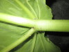 Thumbnail IMG_2224.JPG 