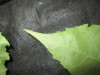 Thumbnail IMG_2225.JPG 