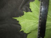 Thumbnail IMG_2226.JPG 