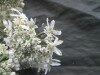 Thumbnail IMG_2229.JPG 