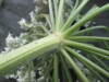 Thumbnail IMG_2230.JPG 