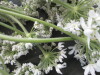 Thumbnail IMG_2231.JPG 