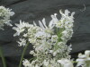 Thumbnail IMG_2232.JPG 