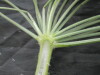 Thumbnail IMG_2233.JPG 