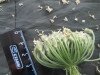 Thumbnail IMG_2234.JPG 