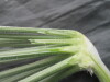 Thumbnail IMG_2235.JPG 