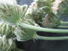Thumbnail IMG_2236.JPG 