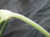 Thumbnail IMG_2237.JPG 