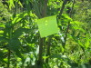 Thumbnail IMG_1254.JPG 
