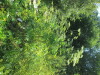 Thumbnail IMG_1257.JPG 