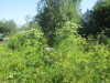 Thumbnail IMG_1260.JPG 