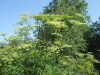 Thumbnail IMG_1261.JPG 