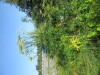 Thumbnail IMG_1262.JPG 