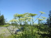 Thumbnail IMG_1263.JPG 