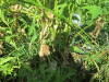 Thumbnail IMG_1264.JPG 