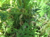 Thumbnail IMG_1265.JPG 