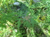 Thumbnail IMG_1266.JPG 