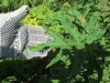 Thumbnail IMG_1267.JPG 