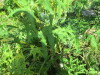 Thumbnail IMG_1268.JPG 