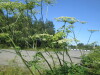 Thumbnail IMG_1269.JPG 