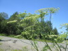 Thumbnail IMG_1270.JPG 