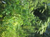 Thumbnail IMG_1271.JPG 