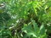 Thumbnail IMG_1272.JPG 