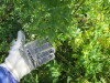 Thumbnail IMG_1273.JPG 