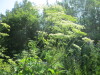 Thumbnail IMG_1275.JPG 