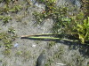 Thumbnail IMG_1277.JPG 