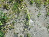 Thumbnail IMG_1279.JPG 