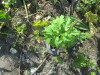 Thumbnail IMG_1281.JPG 