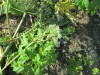 Thumbnail IMG_1282.JPG 