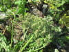Thumbnail IMG_1283.JPG 