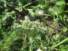 Thumbnail IMG_1284.JPG 