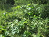 Thumbnail IMG_1285.JPG 