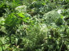 Thumbnail IMG_1286.JPG 