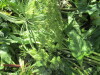 Thumbnail IMG_1287.JPG 