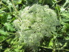 Thumbnail IMG_1288.JPG 