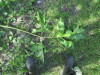 Thumbnail IMG_1289.JPG 