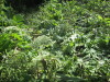 Thumbnail IMG_1290.JPG 