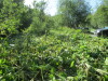 Thumbnail IMG_1291.JPG 