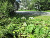 Thumbnail IMG_1293.JPG 