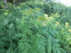 Thumbnail IMG_1294.JPG 