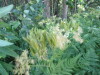 Thumbnail IMG_1295.JPG 