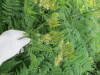 Thumbnail IMG_1296.JPG 