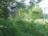 Thumbnail IMG_1297.JPG 
