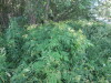 Thumbnail IMG_1298.JPG 