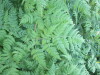 Thumbnail IMG_1299.JPG 